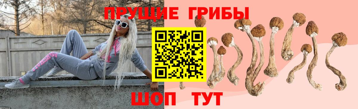 Галлюциногенные грибы Psilocybe Менделеевск